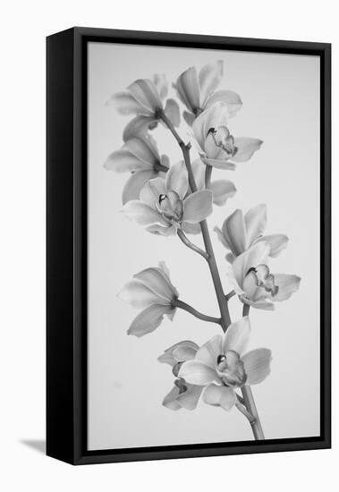 Wild Orchid-Igor Mandich-Framed Premier Image Canvas