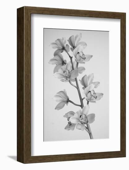 Wild Orchid-Igor Mandich-Framed Photographic Print