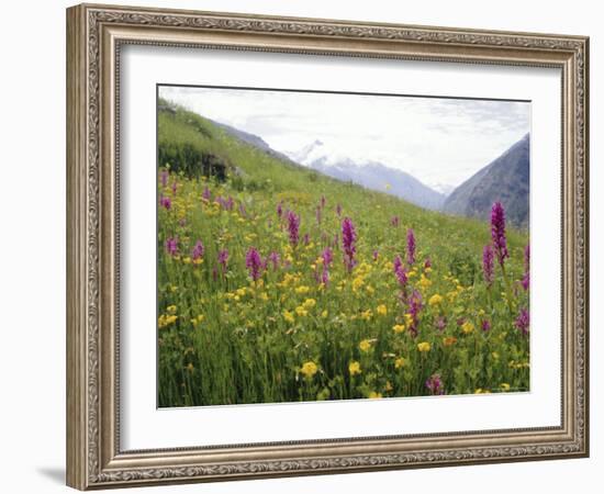 Wild Orchids Flowering in a Meadow in the Himalayas South of Keylong, Himachal Pradesh, India-Jenny Pate-Framed Photographic Print