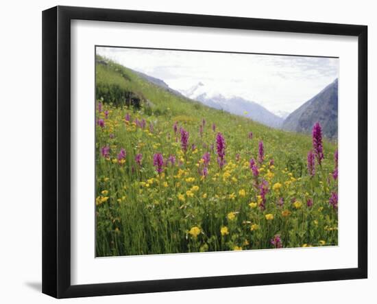 Wild Orchids Flowering in a Meadow in the Himalayas South of Keylong, Himachal Pradesh, India-Jenny Pate-Framed Photographic Print