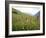 Wild Orchids Flowering in a Meadow in the Himalayas South of Keylong, Himachal Pradesh, India-Jenny Pate-Framed Photographic Print