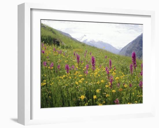 Wild Orchids Flowering in a Meadow in the Himalayas South of Keylong, Himachal Pradesh, India-Jenny Pate-Framed Photographic Print
