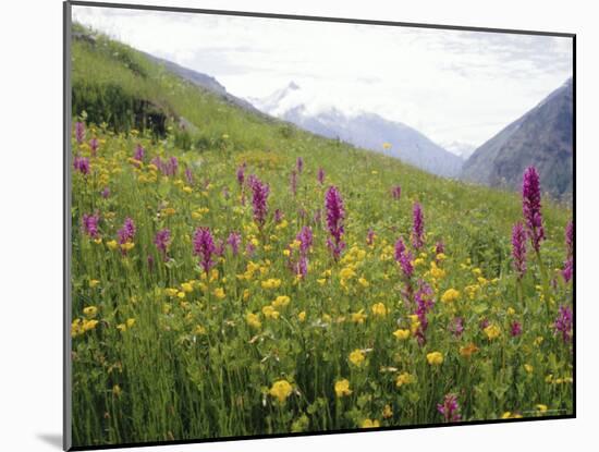 Wild Orchids Flowering in a Meadow in the Himalayas South of Keylong, Himachal Pradesh, India-Jenny Pate-Mounted Photographic Print