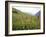 Wild Orchids Flowering in a Meadow in the Himalayas South of Keylong, Himachal Pradesh, India-Jenny Pate-Framed Photographic Print