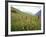 Wild Orchids Flowering in a Meadow in the Himalayas South of Keylong, Himachal Pradesh, India-Jenny Pate-Framed Photographic Print