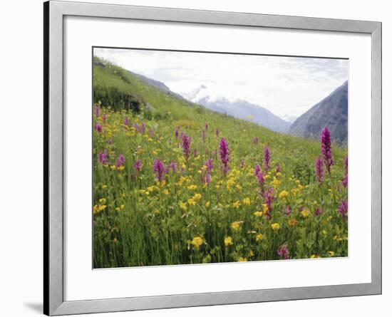 Wild Orchids Flowering in a Meadow in the Himalayas South of Keylong, Himachal Pradesh, India-Jenny Pate-Framed Photographic Print