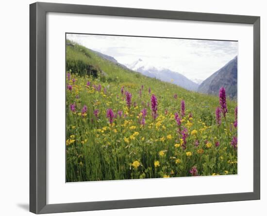 Wild Orchids Flowering in a Meadow in the Himalayas South of Keylong, Himachal Pradesh, India-Jenny Pate-Framed Photographic Print