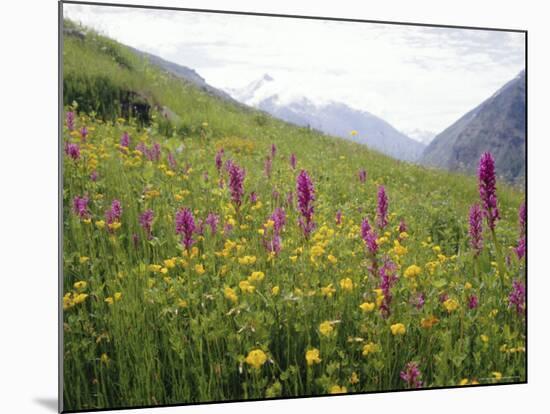 Wild Orchids Flowering in a Meadow in the Himalayas South of Keylong, Himachal Pradesh, India-Jenny Pate-Mounted Photographic Print