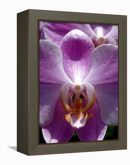 Wild Orchids in Mountain Pine Ridge Rainforest, Cayo District, Belize-Greg Johnston-Framed Premier Image Canvas