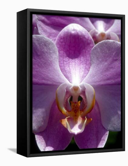 Wild Orchids in Mountain Pine Ridge Rainforest, Cayo District, Belize-Greg Johnston-Framed Premier Image Canvas