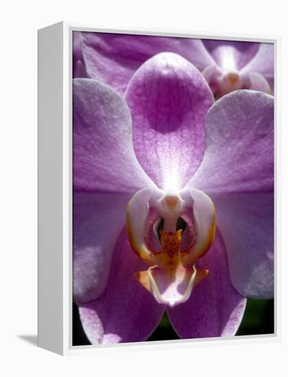 Wild Orchids in Mountain Pine Ridge Rainforest, Cayo District, Belize-Greg Johnston-Framed Premier Image Canvas