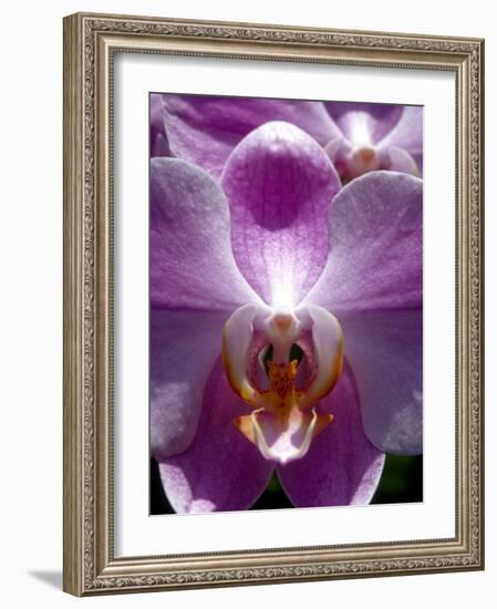 Wild Orchids in Mountain Pine Ridge Rainforest, Cayo District, Belize-Greg Johnston-Framed Photographic Print