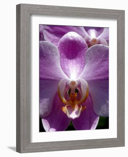 Wild Orchids in Mountain Pine Ridge Rainforest, Cayo District, Belize-Greg Johnston-Framed Photographic Print