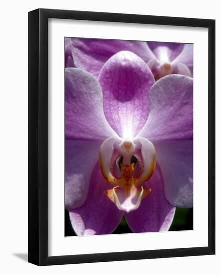 Wild Orchids in Mountain Pine Ridge Rainforest, Cayo District, Belize-Greg Johnston-Framed Photographic Print