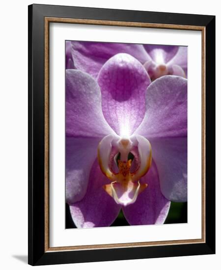 Wild Orchids in Mountain Pine Ridge Rainforest, Cayo District, Belize-Greg Johnston-Framed Photographic Print