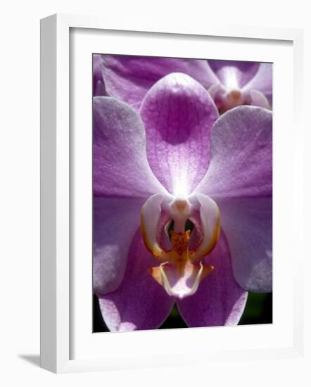 Wild Orchids in Mountain Pine Ridge Rainforest, Cayo District, Belize-Greg Johnston-Framed Photographic Print