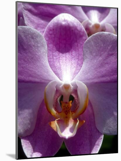 Wild Orchids in Mountain Pine Ridge Rainforest, Cayo District, Belize-Greg Johnston-Mounted Photographic Print