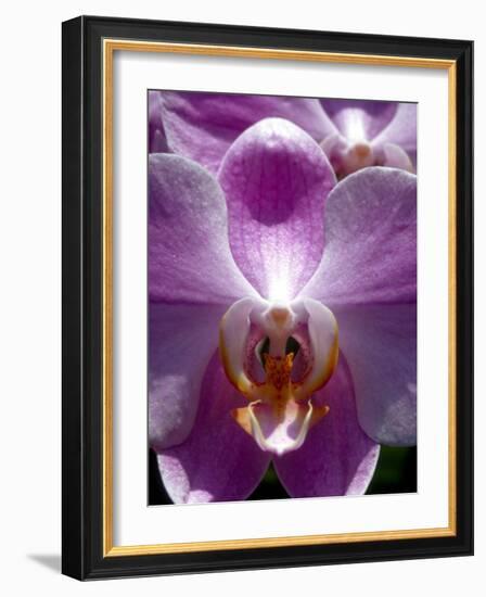 Wild Orchids in Mountain Pine Ridge Rainforest, Cayo District, Belize-Greg Johnston-Framed Photographic Print