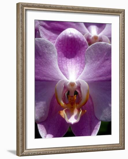 Wild Orchids in Mountain Pine Ridge Rainforest, Cayo District, Belize-Greg Johnston-Framed Photographic Print