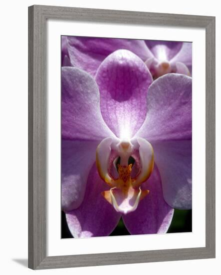 Wild Orchids in Mountain Pine Ridge Rainforest, Cayo District, Belize-Greg Johnston-Framed Photographic Print