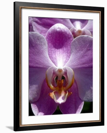 Wild Orchids in Mountain Pine Ridge Rainforest, Cayo District, Belize-Greg Johnston-Framed Photographic Print