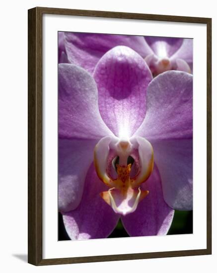 Wild Orchids in Mountain Pine Ridge Rainforest, Cayo District, Belize-Greg Johnston-Framed Photographic Print