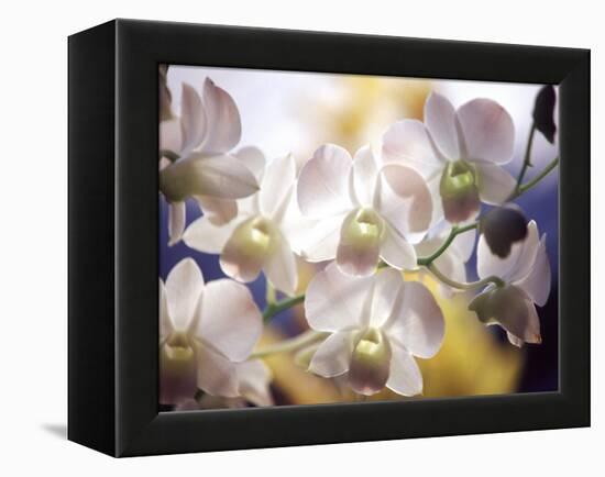 Wild Orchids, Malaysia-Michele Molinari-Framed Premier Image Canvas