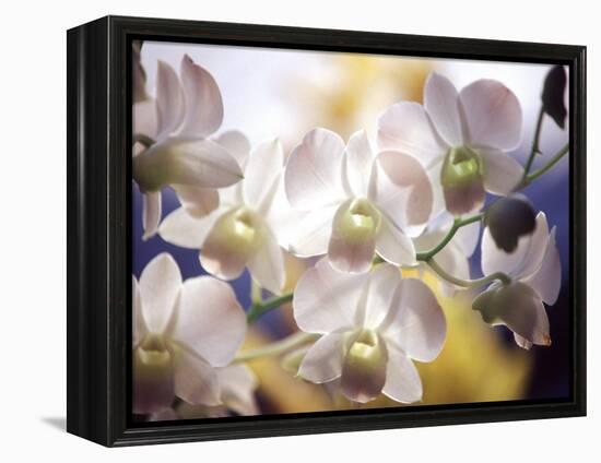 Wild Orchids, Malaysia-Michele Molinari-Framed Premier Image Canvas