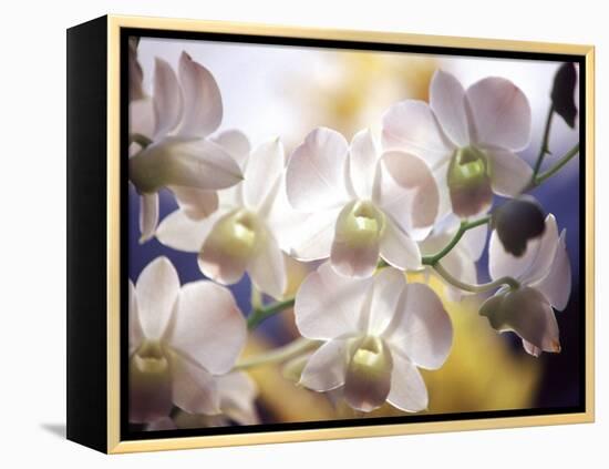 Wild Orchids, Malaysia-Michele Molinari-Framed Premier Image Canvas