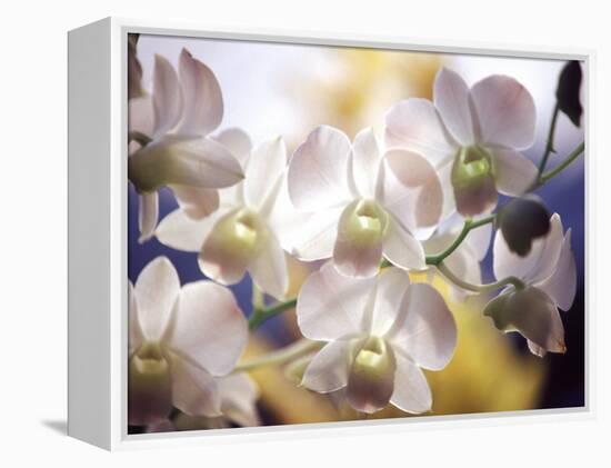 Wild Orchids, Malaysia-Michele Molinari-Framed Premier Image Canvas