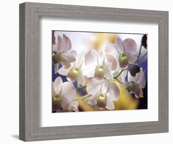 Wild Orchids, Malaysia-Michele Molinari-Framed Photographic Print