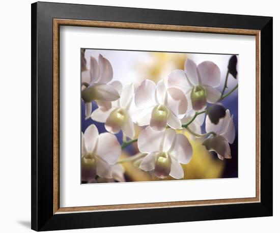 Wild Orchids, Malaysia-Michele Molinari-Framed Photographic Print