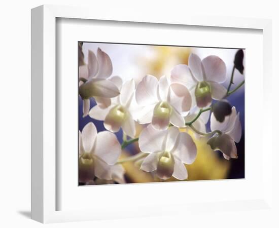 Wild Orchids, Malaysia-Michele Molinari-Framed Photographic Print