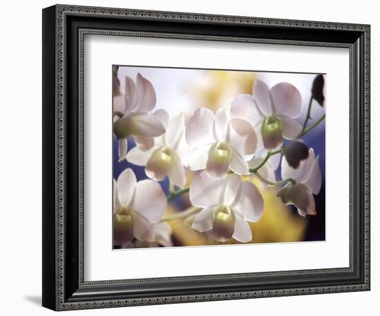 Wild Orchids, Malaysia-Michele Molinari-Framed Photographic Print