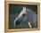 Wild Palomino Stallion, Head Profile, Pryor Mountains, Montana, USA-Carol Walker-Framed Premier Image Canvas