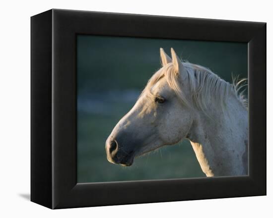 Wild Palomino Stallion, Head Profile, Pryor Mountains, Montana, USA-Carol Walker-Framed Premier Image Canvas