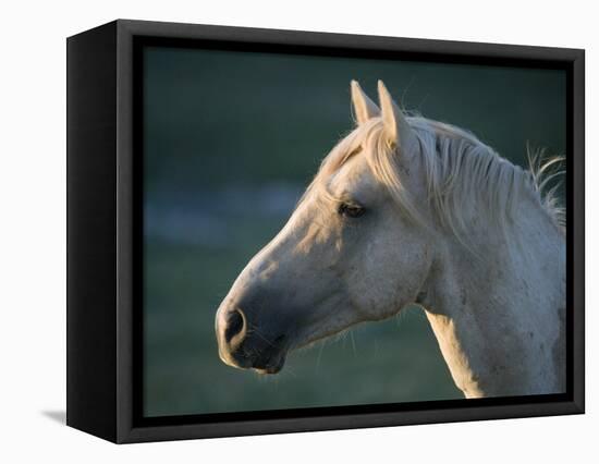 Wild Palomino Stallion, Head Profile, Pryor Mountains, Montana, USA-Carol Walker-Framed Premier Image Canvas