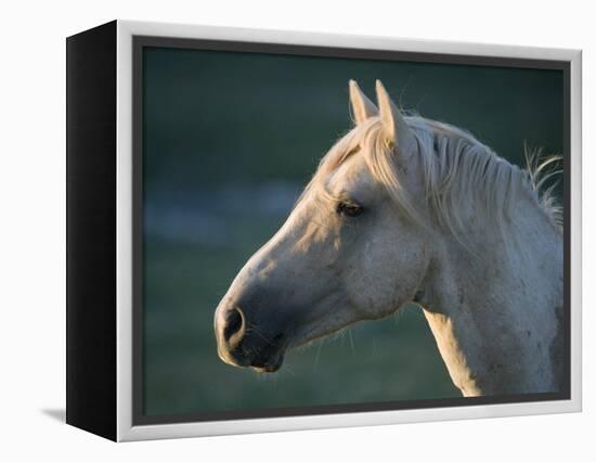 Wild Palomino Stallion, Head Profile, Pryor Mountains, Montana, USA-Carol Walker-Framed Premier Image Canvas