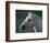 Wild Palomino Stallion, Head Profile, Pryor Mountains, Montana, USA-Carol Walker-Framed Premium Photographic Print