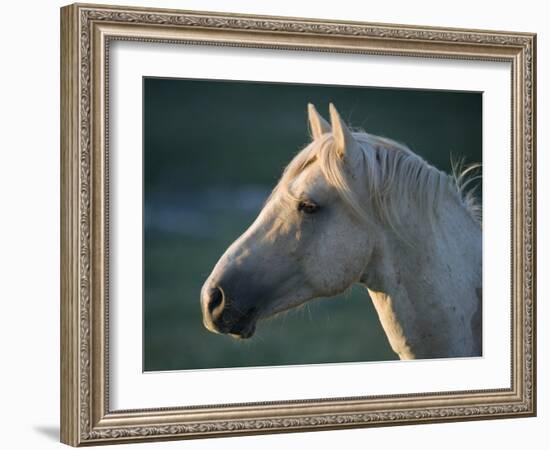 Wild Palomino Stallion, Head Profile, Pryor Mountains, Montana, USA-Carol Walker-Framed Photographic Print