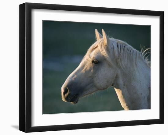 Wild Palomino Stallion, Head Profile, Pryor Mountains, Montana, USA-Carol Walker-Framed Photographic Print