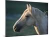 Wild Palomino Stallion, Head Profile, Pryor Mountains, Montana, USA-Carol Walker-Mounted Photographic Print