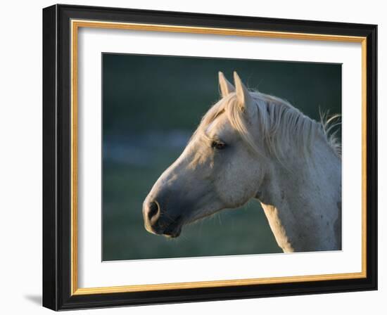 Wild Palomino Stallion, Head Profile, Pryor Mountains, Montana, USA-Carol Walker-Framed Photographic Print