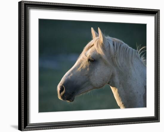 Wild Palomino Stallion, Head Profile, Pryor Mountains, Montana, USA-Carol Walker-Framed Photographic Print