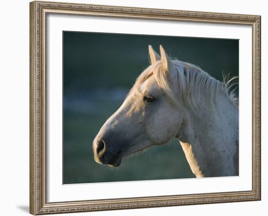 Wild Palomino Stallion, Head Profile, Pryor Mountains, Montana, USA-Carol Walker-Framed Photographic Print