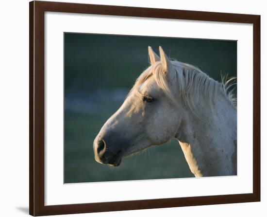 Wild Palomino Stallion, Head Profile, Pryor Mountains, Montana, USA-Carol Walker-Framed Photographic Print