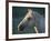 Wild Palomino Stallion, Head Profile, Pryor Mountains, Montana, USA-Carol Walker-Framed Photographic Print