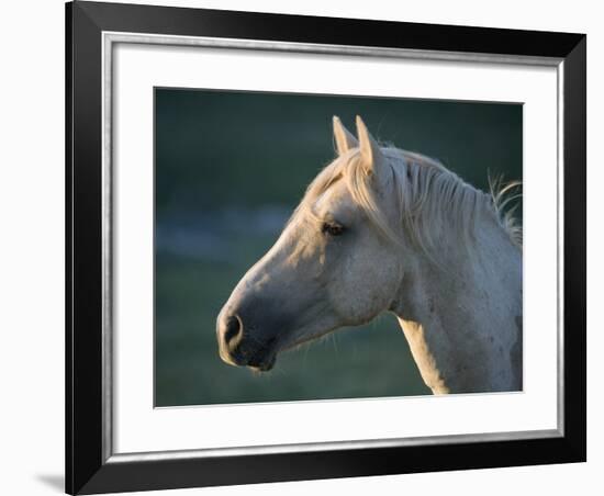 Wild Palomino Stallion, Head Profile, Pryor Mountains, Montana, USA-Carol Walker-Framed Photographic Print