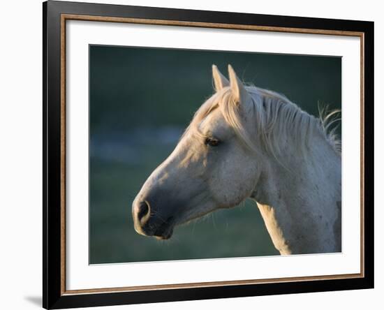 Wild Palomino Stallion, Head Profile, Pryor Mountains, Montana, USA-Carol Walker-Framed Photographic Print