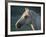 Wild Palomino Stallion, Head Profile, Pryor Mountains, Montana, USA-Carol Walker-Framed Photographic Print